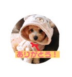 ポメプー サスケの日常（個別スタンプ：7）