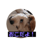 ポメプー サスケの日常（個別スタンプ：11）