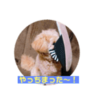 ポメプー サスケの日常（個別スタンプ：16）