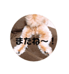 ポメプー サスケの日常（個別スタンプ：18）