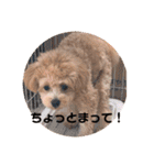 ポメプー サスケの日常（個別スタンプ：20）
