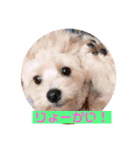 ポメプー サスケの日常（個別スタンプ：21）