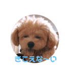 ポメプー サスケの日常（個別スタンプ：24）