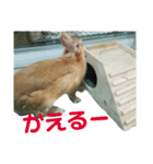 ころさんスタンプ 2（個別スタンプ：16）