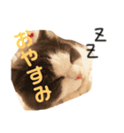 Polco2（個別スタンプ：1）