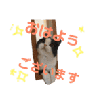 Polco2（個別スタンプ：2）