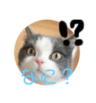 Polco2（個別スタンプ：3）