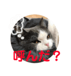 Polco2（個別スタンプ：6）