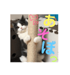 Polco2（個別スタンプ：7）