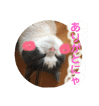 Polco2（個別スタンプ：10）