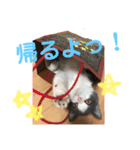 Polco2（個別スタンプ：11）