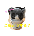 Polco2（個別スタンプ：13）