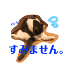 Polco2（個別スタンプ：15）