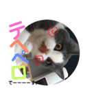 Polco2（個別スタンプ：16）