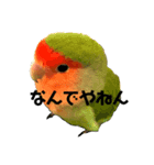 インコのセセリくん1（個別スタンプ：1）