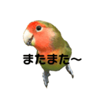 インコのセセリくん1（個別スタンプ：3）