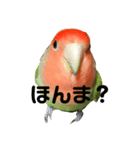 インコのセセリくん1（個別スタンプ：4）