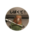 インコのセセリくん1（個別スタンプ：7）