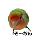 インコのセセリくん1（個別スタンプ：8）