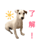 ジャックラッセルテリアのサムくん（個別スタンプ：2）