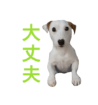 ジャックラッセルテリアのサムくん（個別スタンプ：5）