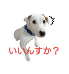 ジャックラッセルテリアのサムくん（個別スタンプ：6）