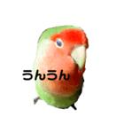 インコのセセリくん2（個別スタンプ：1）