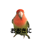 インコのセセリくん2（個別スタンプ：5）