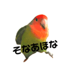 インコのセセリくん2（個別スタンプ：7）