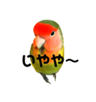インコのセセリくん2（個別スタンプ：8）