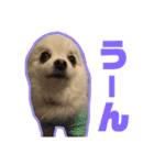くうぽちのすたんぷ（個別スタンプ：13）