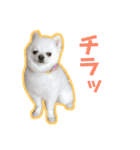 くうぽちのすたんぷ（個別スタンプ：15）