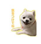 くうぽちのすたんぷ（個別スタンプ：16）