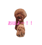 トイプードルのくぅく（個別スタンプ：5）