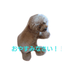 トイプードルのくぅく（個別スタンプ：6）
