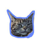 ねこのせんせい（個別スタンプ：9）