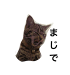 ねこのせんせい（個別スタンプ：16）