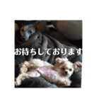 わんころり（個別スタンプ：1）