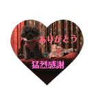 わんころり（個別スタンプ：13）