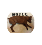 わんころり（個別スタンプ：15）