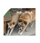 スーちゃん好き好き（個別スタンプ：4）