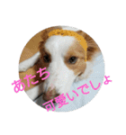 ぼくコール君、妹のナナちゃん。（個別スタンプ：3）