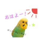 セキセイインコパルの1日Vol.2（個別スタンプ：1）