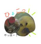 セキセイインコパルの1日Vol.2（個別スタンプ：3）