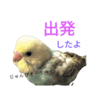 セキセイインコパルの1日Vol.2（個別スタンプ：4）