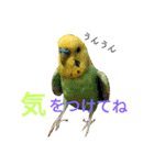 セキセイインコパルの1日Vol.2（個別スタンプ：5）