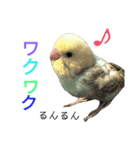 セキセイインコパルの1日Vol.2（個別スタンプ：8）