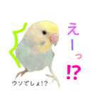 セキセイインコパルの1日Vol.2（個別スタンプ：11）