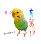 セキセイインコパルの1日Vol.2（個別スタンプ：12）