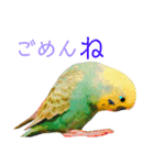 セキセイインコパルの1日Vol.2（個別スタンプ：17）